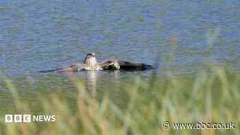 Buzzard cools off with a quick dip in lake