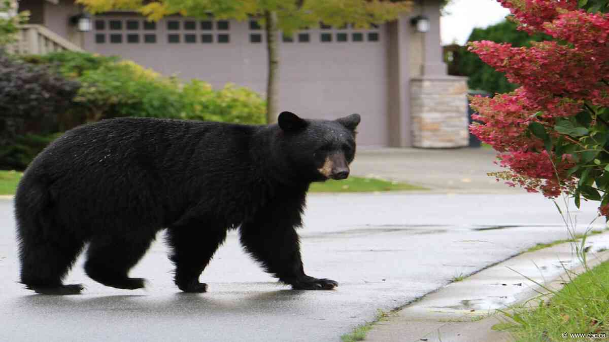 Cross Country Checkup: What's your wildlife encounter story?