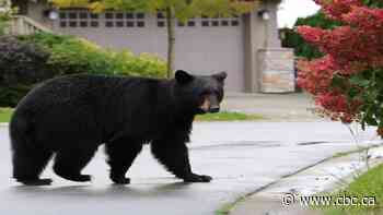 Cross Country Checkup: What's your wildlife encounter story?