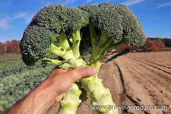 The Latest Broccoli Varieties Growers Need To Check Out