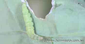 Moth numbers spike in central grainbelt, canola growers to remain on alert