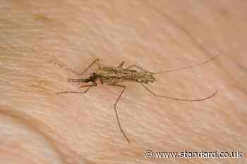 Antimalarial compound hailed as ‘exciting step forward’ in fight against disease