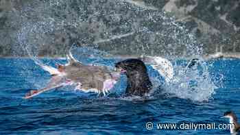 The incredible snaps making a splash: Ocean photographer of the year finalists are revealed