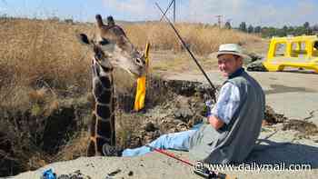 You think our potholes are bad? South African mayoral candidate poses with stuffed giraffe to show sheer size of crater