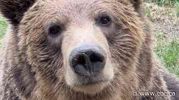 Grizzly bear escapes enclosure at Calgary Zoo