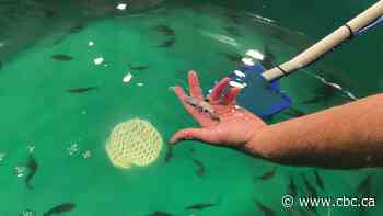 Hatchery tours in Vanderhoof, B.C., offer rare chance to see this critically endangered fish