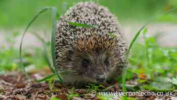 Hedgehogs will keep coming back to your garden if you leave 2 foods out this summer