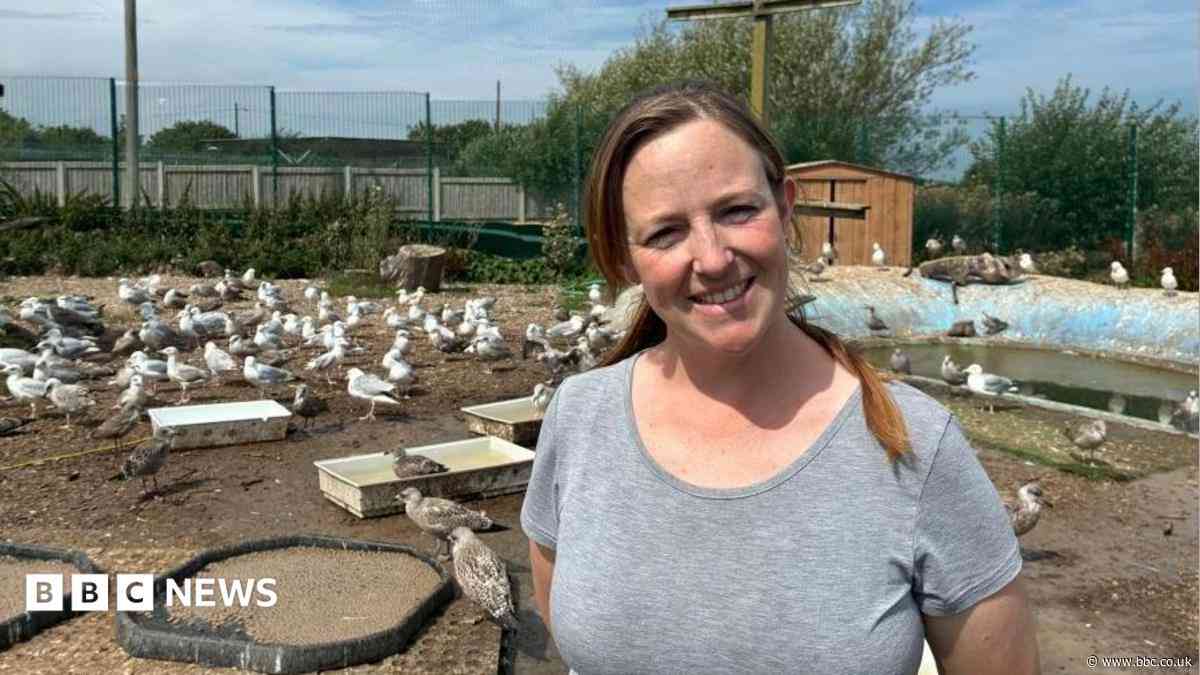 'Every summer we admit hundreds of gulls for rehabilitation'