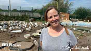 'Every summer we admit hundreds of gulls for rehabilitation'
