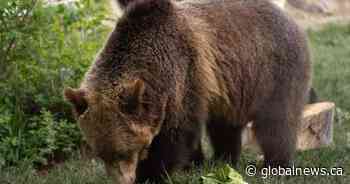 Fitz the grizzly bear briefly escapes his enclosure at the Calgary Zoo
