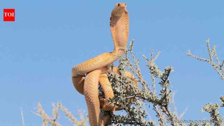 Snake Safaris In India: Six destinations put snakes at the centre; Nag Panchami sets the mood