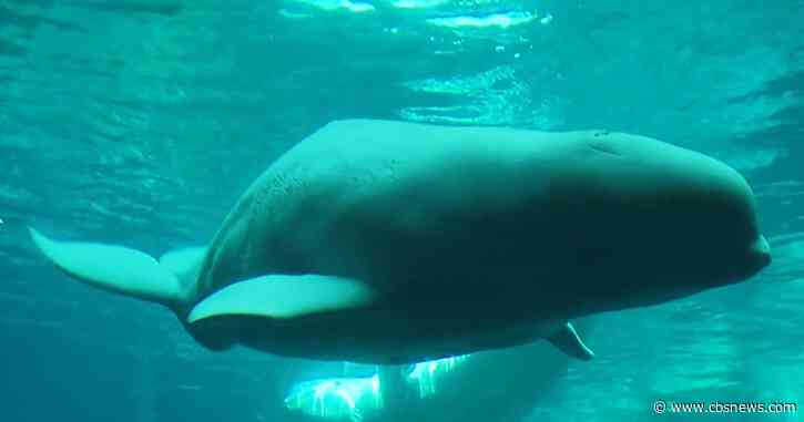 Two rescued beluga whales from closed Marineland of Canada begin new life at Georgia Aquarium after international effort