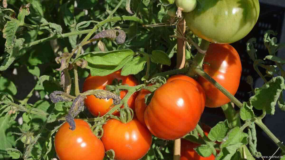 Vorsicht bei der Tomaten-Ernte: Diese drei fatalen Fehler ruinieren den Geschmack