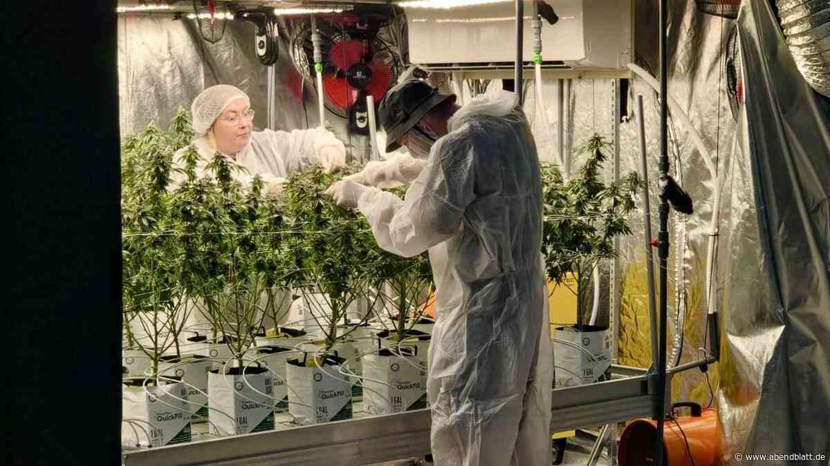 Zwei Cannabis-Clubs direkt nebeneinander – in Altona schießen sie aus dem Boden