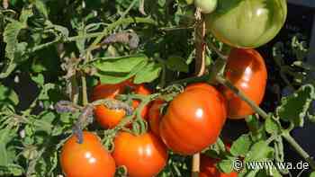 Vorsicht bei der Tomaten-Ernte: Diese drei fatalen Fehler ruinieren den Geschmack