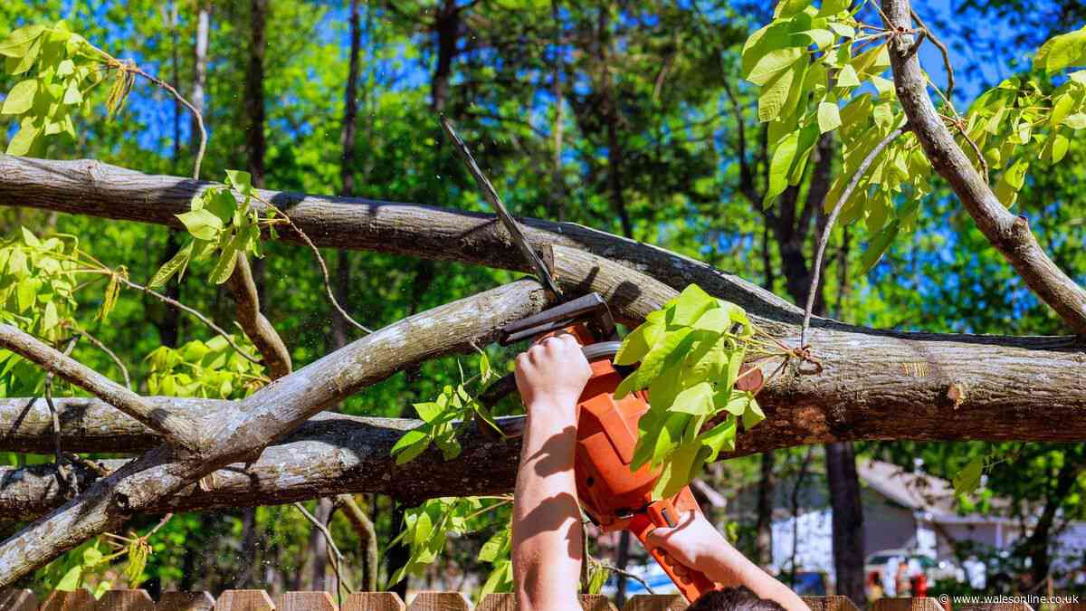 My neighbour reached over garden fence and cut down my tree - legal rights explained
