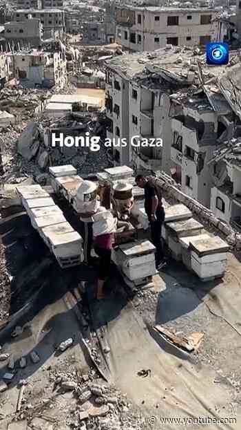 Honig aus Gaza #nachrichten #tagesschau #honig #bienen #gaza