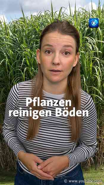 Wie Planzen Böden in Kriegsgebieten reinigen können: #umwelt #ukraine #tagesschau #wissen