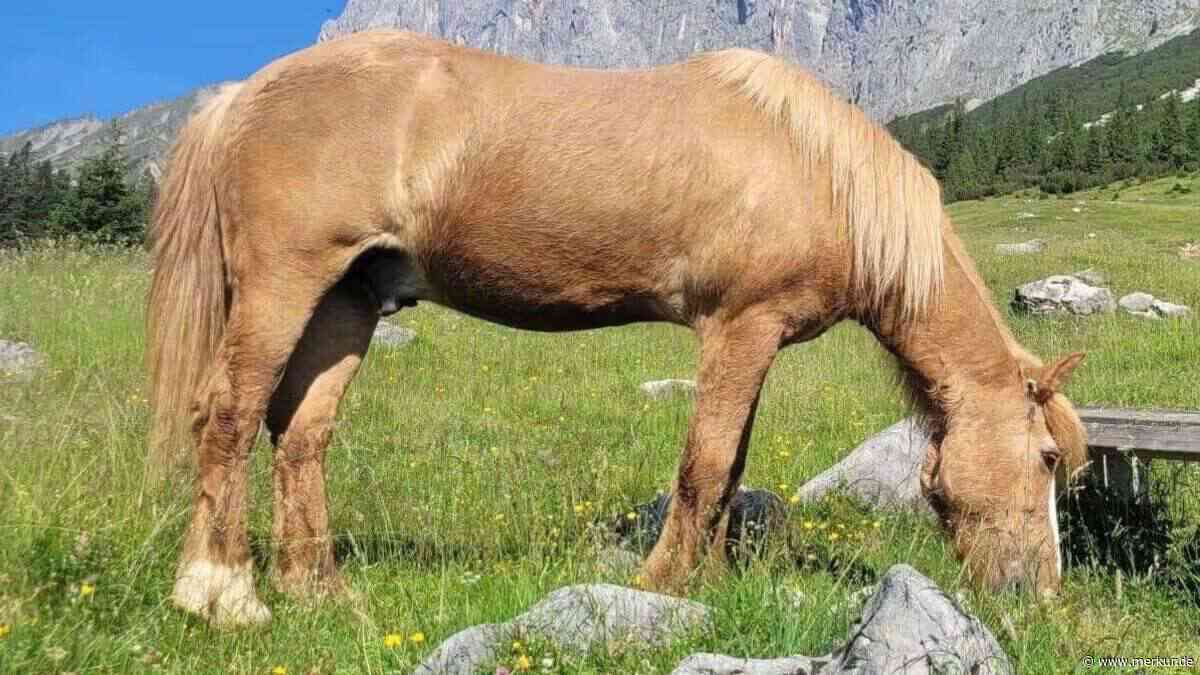 Schrecklicher Fund zwischen den Latschen: Keine Rettung für „Floki“