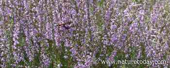 Relax en tel flex: vlinders op de heide