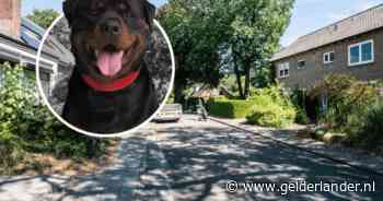 Nieuwe buren brengen twee rottweilers met zich mee die de boel op stelten zetten: ‘Hij geeft er geen fuck om’