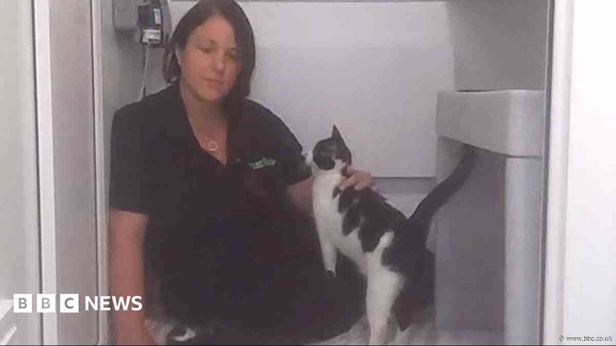 Animal sanctuary turning away 60 cats a week