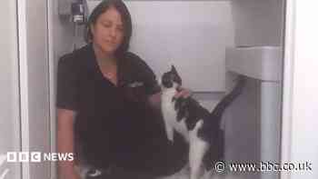 Animal sanctuary turning away 60 cats a week