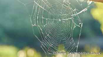 How to keep spiders out as they will head into homes from Thursday