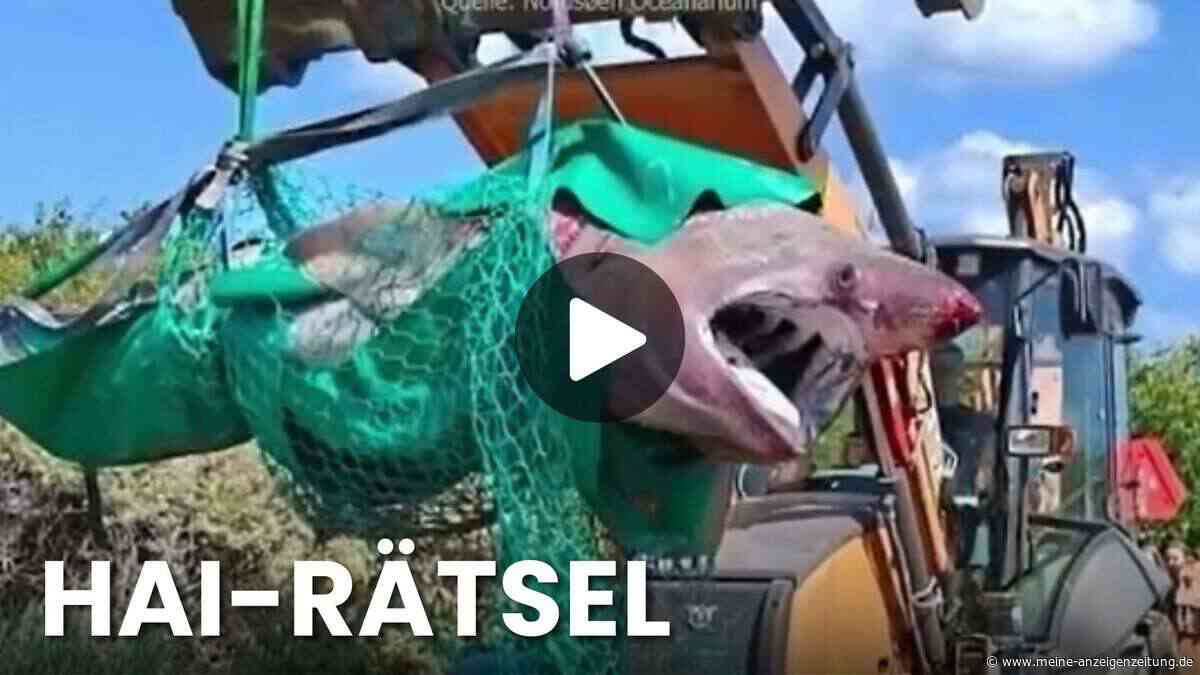Riesenhai tot vor Dänemark: Obduktion irritiert Experten