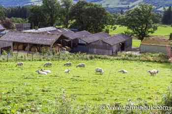 Third Scottish farm hit by bluetongue as vaccine concerns grow