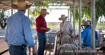 Focus on productivity has helped 147-year-old Merino stud stand the test of time