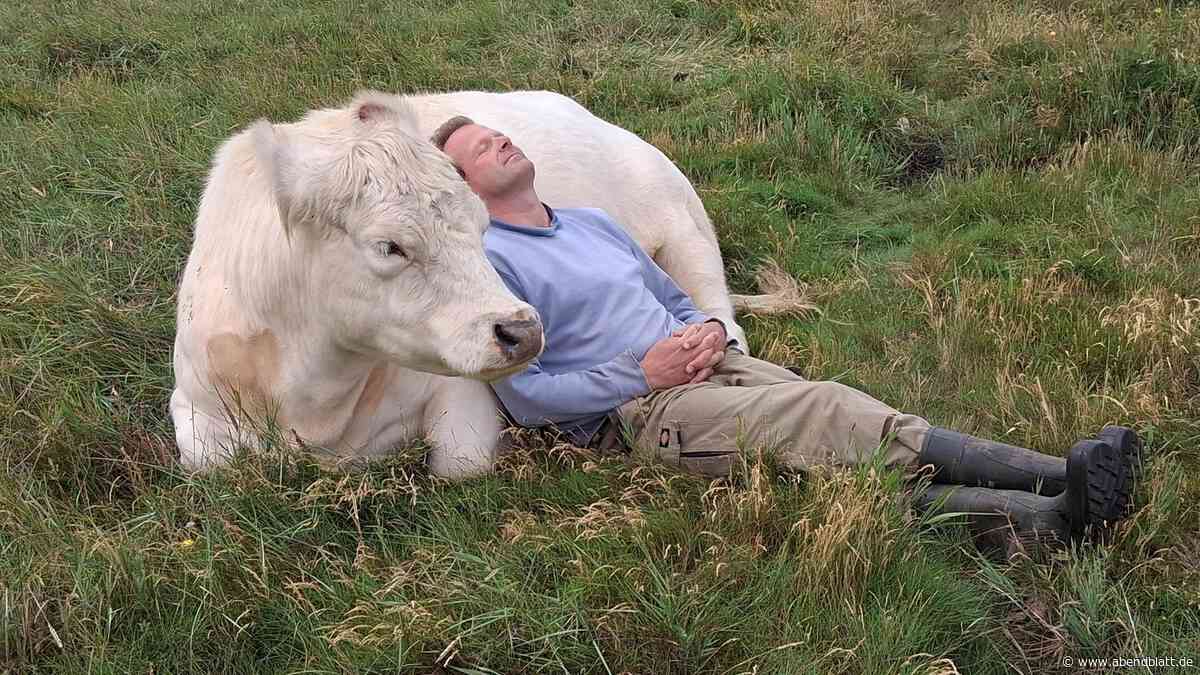 Kuschel-Alarm an der Nordsee: 500-Kilo-Rind stupst Abendblatt-Reporterin fast um