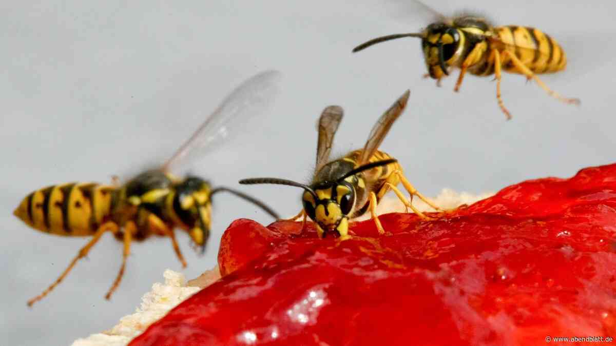 Aufdringliche Insekten: Sechs Tipps zum Schutz vor Wespen
