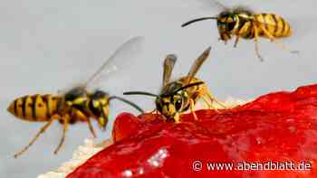Aufdringliche Insekten: Sechs Tipps zum Schutz vor Wespen