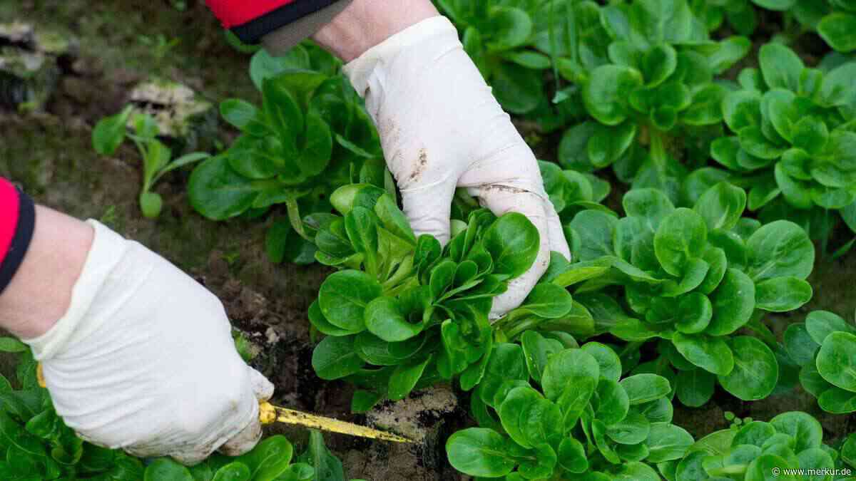 Herbsternte sichern: fünf schnell wachsende Pflanzen für den Garten