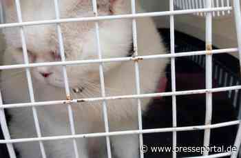 BPOLI C: Erneuter Tiertransport an Grenze festgestellt