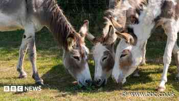 Donkeys rescued from storm now 'happy and settled'