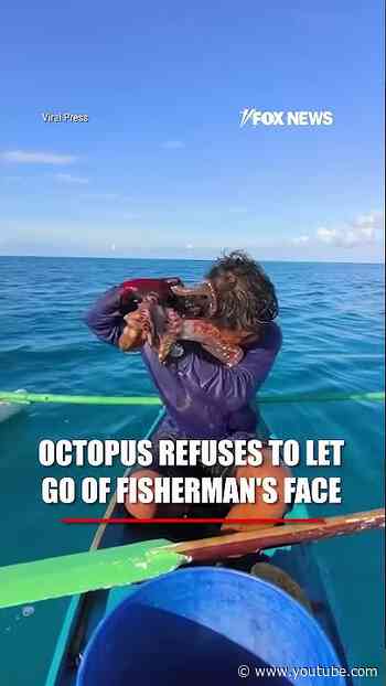 Octopus REFUSES to let go of fisherman’s face #shorts #foxnews #news #fox