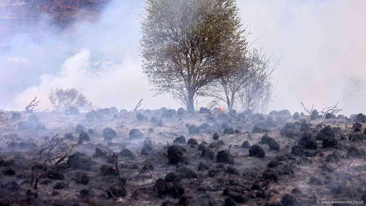 Three teenagers arrested on suspicion of arson over wildfire in Treherbert