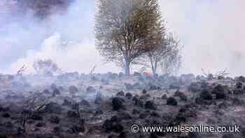 Three teenagers arrested on suspicion of arson over wildfire in Treherbert