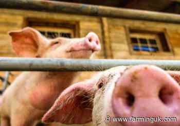 UK pork market exposed as Denmark plans major pig sector reforms