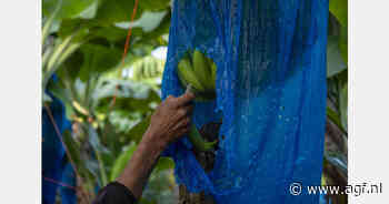 Costa Rica hekelt Europese methode voor berekening leefbaar loon in bananensector