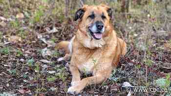 Lack of northern Manitoba vet care costing pets' lives, pet-owners peace of mind
