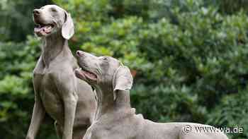 Weimaraner: Warum dieser elegante Jagdhund kein Hund für jedermann ist