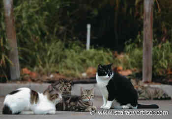 DLNR’s proposed rules stir debate over cat management