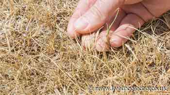 Brown lawns will come back greener if you add 1 natural item in August — no chemicals