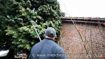 Legal rights explained if your neighbour cuts down your tree