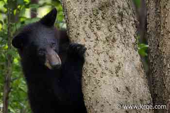Bear breaks into Kentucky home, eats KFC