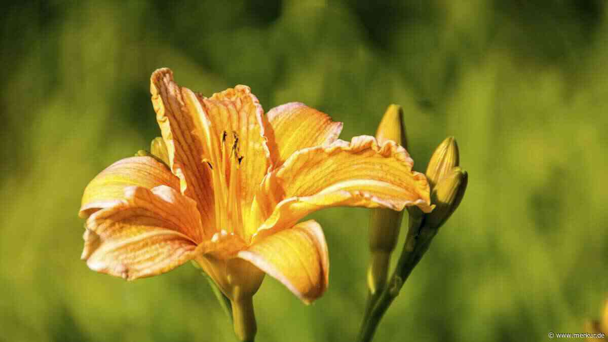 Taglilien nach der Blüte schneiden: So blühen sie länger und bleiben gesund