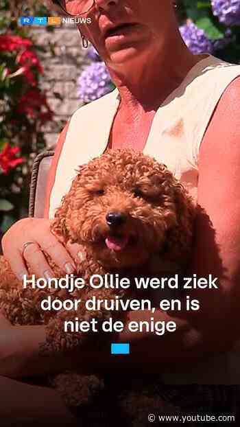Druivenvergiftiging bij honden: hondje Ollie kreeg nierfalen | RTL Nieuws